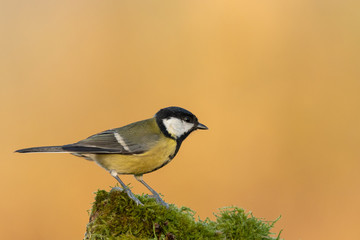 Beautiful nature scene with Great tit (Parus major). Wildlife shot of Great tit (Parus major) on...