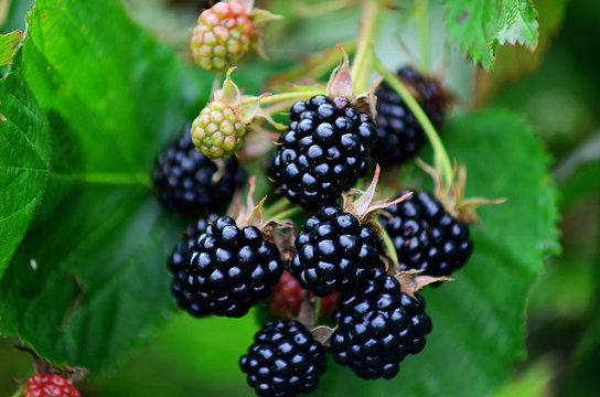 Blackberries on a green branch. Ripe blackberries. Delicious black berry growing on the bushes. Berry fruit drink. Juicy berry on a branch.