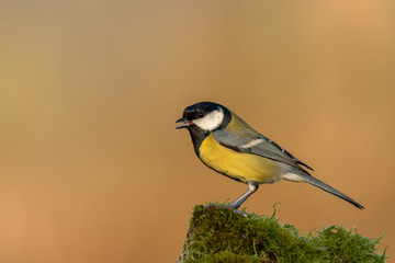 Beautiful nature scene with Great tit (Parus major). Wildlife shot of Great tit (Parus major) on branch. Great tit (Parus major) in the nature habitat.