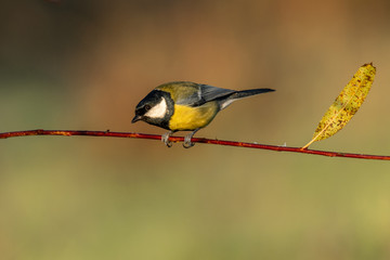 Beautiful nature scene with Great tit (Parus major). Wildlife shot of Great tit (Parus major) on branch. Great tit (Parus major) in the nature habitat.