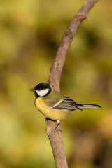 Beautiful nature scene with Great tit (Parus major). Wildlife shot of Great tit (Parus major) on branch. Great tit (Parus major) in the nature habitat.