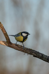 Beautiful nature scene with Great tit (Parus major). Wildlife shot of Great tit (Parus major) on branch. Great tit (Parus major) in the nature habitat.