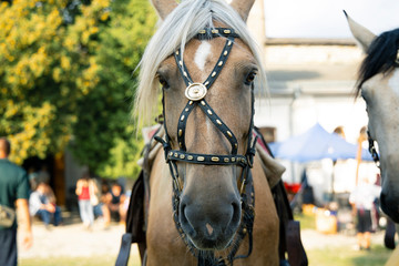 Obraz premium full face horse portrait outdoor 