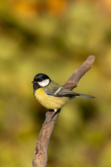 Beautiful nature scene with Great tit (Parus major). Wildlife shot of Great tit (Parus major) on branch. Great tit (Parus major) in the nature habitat.
