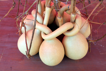 Special-shaped gourd Close-up