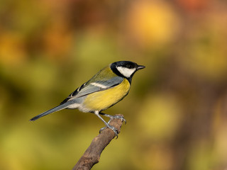 Beautiful nature scene with Great tit (Parus major). Wildlife shot of Great tit (Parus major) on...