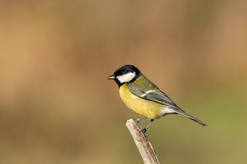 Fototapeta premium Beautiful nature scene with Great tit (Parus major). Wildlife shot of Great tit (Parus major) on branch. Great tit (Parus major) in the nature habitat.