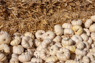 Pumpkin on market. A large collection of colorful white pumpkins or gourds on market on a sunny autumn day. Beautiful background for natural health and nutrition concept.