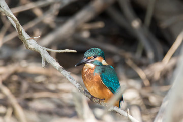 Common kingfisher (Alcedo atthis)