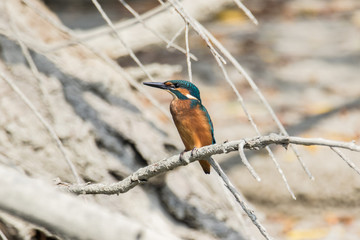 Common kingfisher (Alcedo atthis)