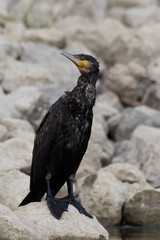Great cormorant and the fishnet