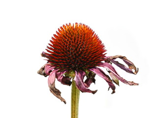 Faded coneflower Echinea purpurea  flower on white background