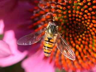 The hoverfly Episyrphus balteatus sitting in a coneflower