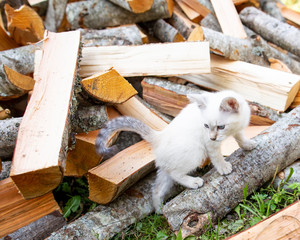 Small, inquisitive, playful kitten runs around a pile of firewood, in a village.