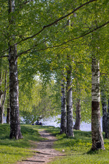 a path passing through a birch alley