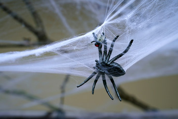  Scary spider in a web