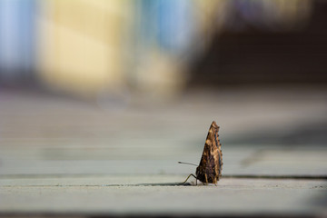 The butterfly walks on the floor	