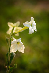 white nicotiana tabacum in the garden