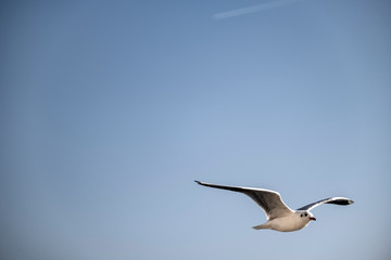 Flying Seagull