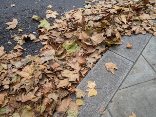 Crisp brown autumn leaves in the gutter