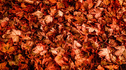 Herbst, Laub, Blätter, Ahorn, Kastanie