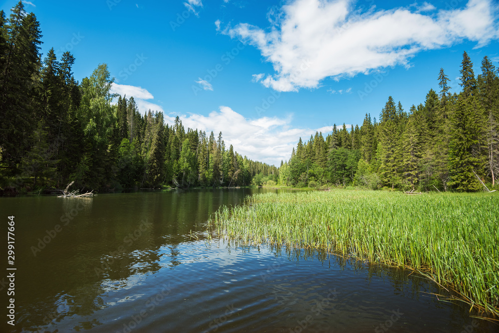Wall mural the valley of the forest river going into the distance, cloudy sky, grass cattails in the water.