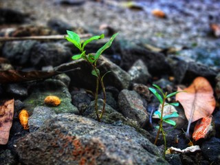 ants on ground
