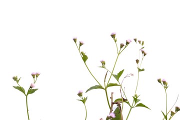 In selective focus wild grass flower blossom on white isolated background 