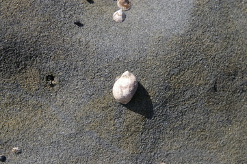A Limpet 