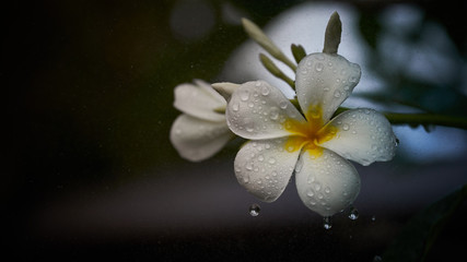 white flower