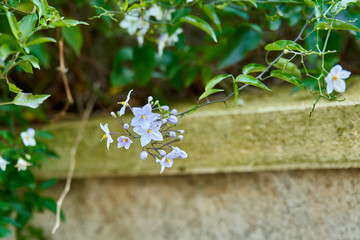 Tige de morelle faux jasmin en fleurs