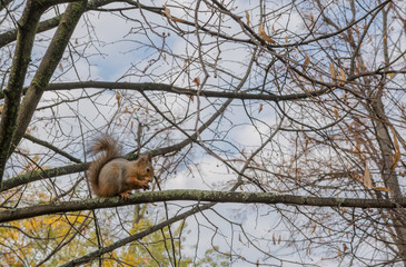 squirrel on a branch