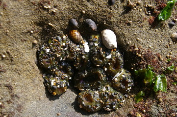 Dry Tide-pools 