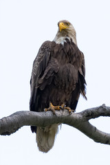An American Bald Eagle perched against a white sky.