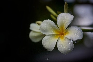 flower and rain