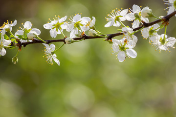 branch with plum flowers, beautiful backdrop for design