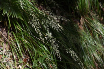 Naklejka premium Feather reed grass (Calamagrostis brachytricha) is a poaceae perennial that grows in the mountain path with a panicle spikelet in the fall.