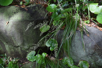 Feather reed grass (Calamagrostis brachytricha) is a poaceae perennial that grows in the mountain path with a panicle spikelet in the fall.