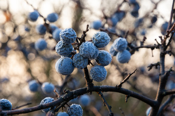 Wrinkled berries of blackthorn