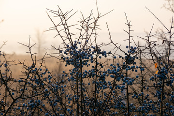 Twigs  of blackthorn bush with many berries - obrazy, fototapety, plakaty