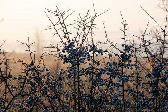 Twigs  of blackthorn bush with many berries