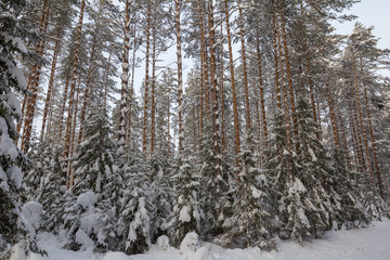 Fototapeta premium snowy pine forest