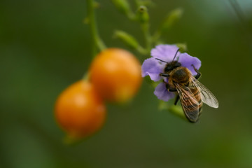 bee on flower