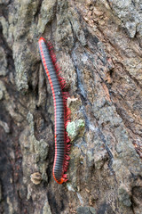Red millipede Sri lanka