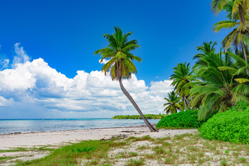 paradise tropical beach