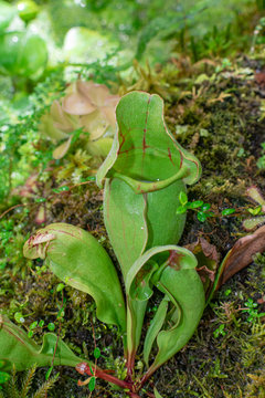  Purple Pitcher Plant, (Sarracenia Purpurea)