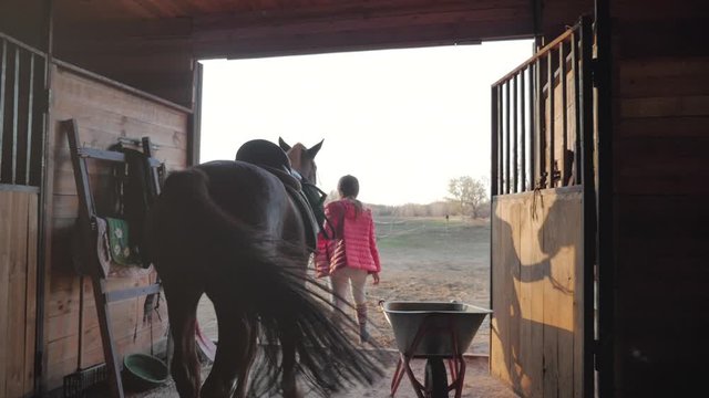 Rider comes out of the stables holding his horse for a guide, out of the stables at sunset . Animal care. Concept of horses and people.