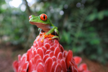 Costa Rican Red Eyed Tree Frog (Agalychnis callidryas) sitting on flower. Frogs Heaven, Costa Rica, Central America.