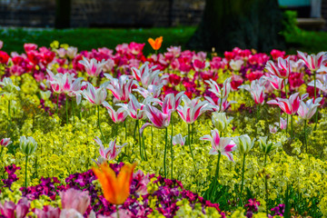 Summer blooming flowers in the parks. One of many flower beds in the park in Cambridge UK