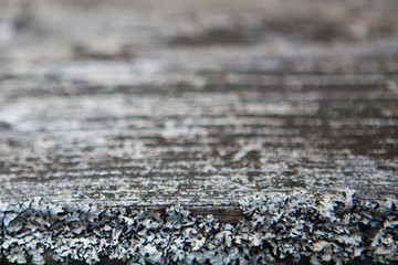 Old grey pine board with moss and lichen